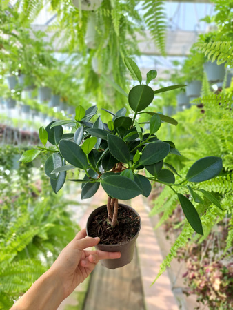 FICUS MICROCORPA  MAYA P12