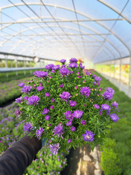 ASTER NOWOBELGIJSKI HENRY BLUE P13 - JEANSOWY