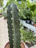 CEREUS JAMACURU. - CUDDLY P20