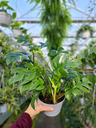 MONSTERA MINIMA P13