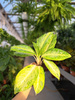 AGLAONEMA CITRONELLE P12