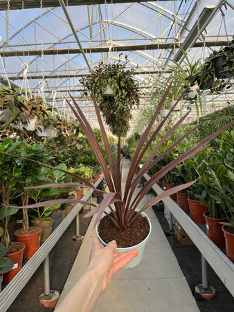 CORDYLINA RED STAR P13