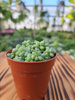 SEDUM BURRITO P5,5