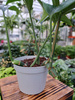 PHILODENDRON DRAGON TAIL P12