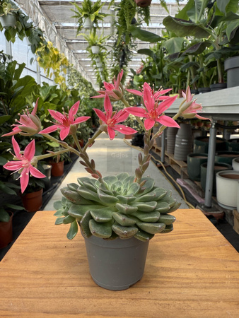 GRAPTOPETALUM BELLUM P6