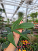 PHILODENDRON DRAGON TAIL P12