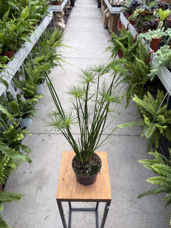 CYPERUS HASPAN P13