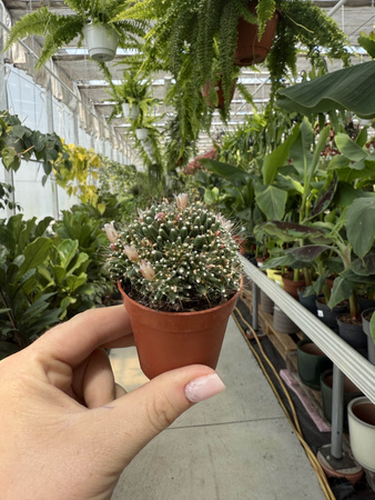 CACTUS KWITNĄCY P5,5