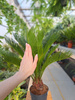 CYCAS P14