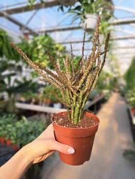 EUPHORBIA PLATYODIA P12