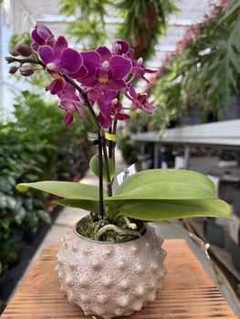 PHALENOPSIS AROMIO FRUITY MINI P7