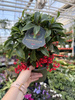 ARDISIA CZERWONA P14