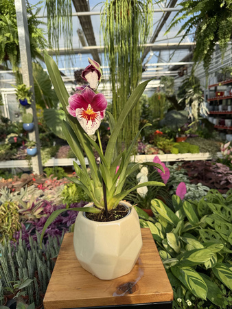 MILTONIOPSIS MIX P9