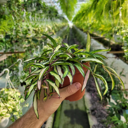 HOYA WAYETII TRICOLOR P12
