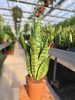 SANSEVIERIA ZEYLANICA P14