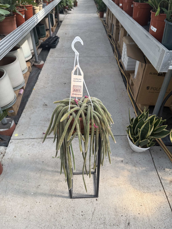 CACTUS APOROCACTUS P14
