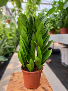 ZAMIOCULCAS ZAMIFOLIA ZAMICRO P12