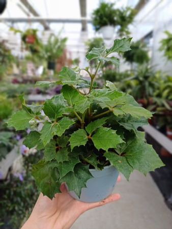 CISSUS OSTROLISTNY P13
