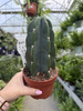 CEREUS CUDDLY P10