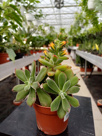 ECHEVERIA PULVINTA P10,5