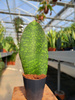 SANSEVIERIA MASONIANA WAVE FIN P10