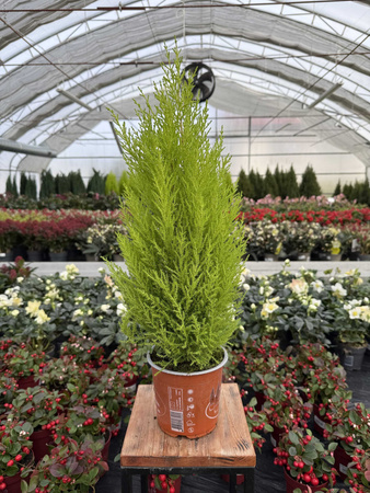 CYPRYSIK GOLDCREST WILMA 70 P14