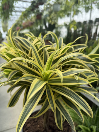 DRACENA REFLEXA SONG OF INDIA P21
