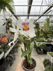 MILTONIOPSIS MIX P9