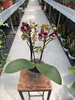 PHALENOPSIS LIMITED 48 P12