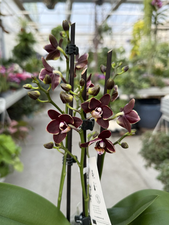 PHALENOPSIS BANANA CHOCOLATE P12