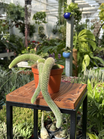 CACTUS HILDEWINTERA P11