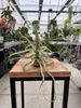 TILLANDSIA STREPTOPHYLLA P8