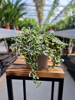 FICUS PUMILA BELLE SUNNY P9