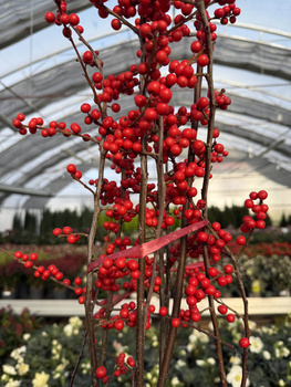 OSTROKRZEW OKÓŁKOWY