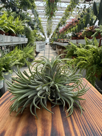 TILLANDSIA TRIO P10