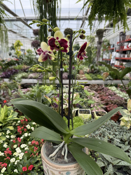 PHALENOPSIS YELLOW CATANIA P12