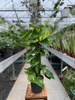 EPIPREMNUM AUREUM PAL P15  H50