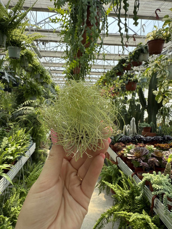 TILLANDSIA ANDREANA P10