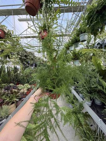 ASPARAGUS PLUMOSUS P17