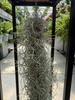 TILLANDSIA USNEOIDES
