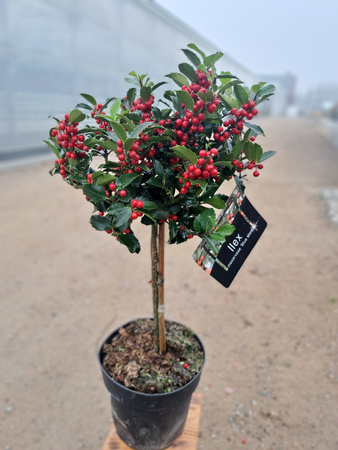 OSTROKRZEW KOLCZASTY BLUE MAID PA P24