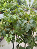 CISSUS ELLEN DANICA P19