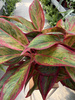 AGLAONEMA JUNGLE LAVA P19