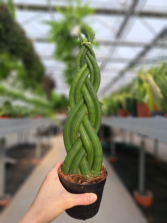 SANSEVIERIA CYLINDRICA TWIST P10