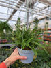 NEPHROLEPIS DUFFI P13