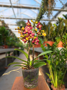 PHALENOPSIS LIMITED P12