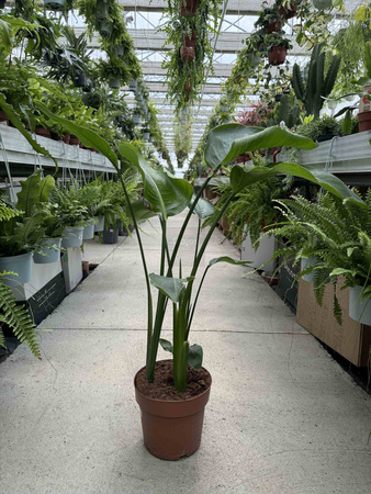 STRELITZIA NICOLAI P21
