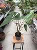 ALOCASIA ZEBRINA P14