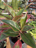 AGLAONEMA CRETE P12