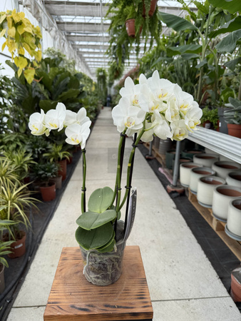 PHALENOPSIS MULTIFLORA TYPES STARRION P12